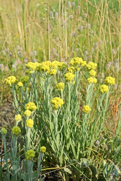 20787594-immortelle-helichrysum-yellow-medicinal-plant-summer-environment-details-stock-photo